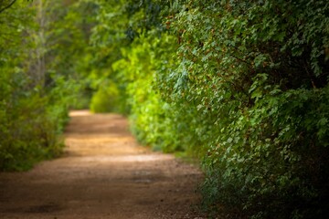 Green foliage with forestal path angle shot