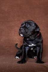 dog breed cane corso italiano