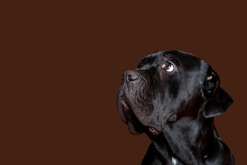dog breed cane corso italiano