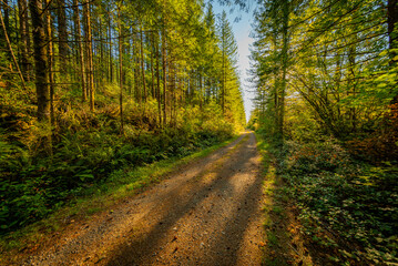 Fototapeta na wymiar Road in the sunny forest. Cedar Butte, Snoqualmie region, Washington state