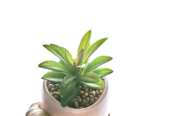 A woman's hand holds a pot with a plant. Close-up of a green succulent in a round pot, highlighted on a white isolated background. A fashionable houseplant with sandstones and copy space. High quality