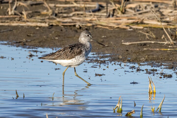 Common Greenshank