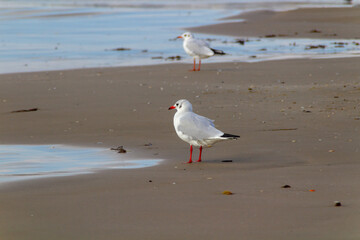 seagull on the beach