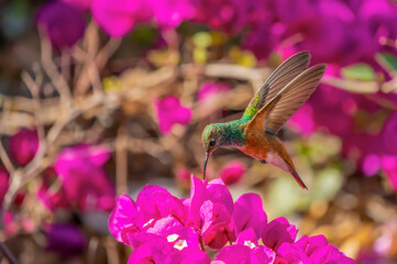 A hummingbird hovers over the flower