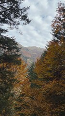 in autumn Trabzon, Çaykara, Türkiye, Turkey