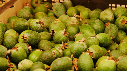 Many beautiful green feijoas in trading basket