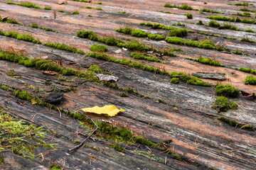 Old wooden floor with moss in the gaps