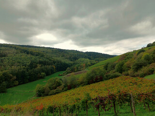 Obraz premium Weinberge und Wald im Herbst am Rande des Premium-Wanderweg Michels Vitaltour im Naturpark Soonwald-Nahe bei Schweppenhausen im Landkreis Bad Kreuznach.