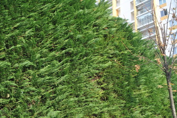 Fototapeta premium plant in a garden