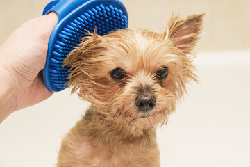Small Yorkshire terrier dog after bathing. Owner of the dog combs the animal's coat with a rubber...