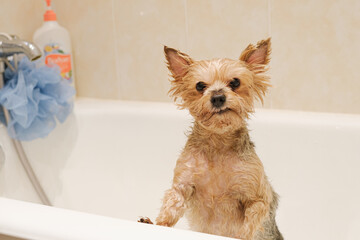 Little cute dog breed Yorkshire Terrier in the bathroom after bathing. Funny wet dog. Hygiene of pets.
