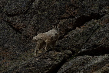 Mountain goat standing on a rock ledge