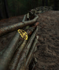 Yellow leaf on the wooden fence.