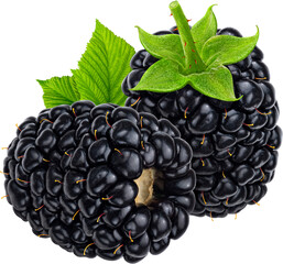 Blackberry isolated 
