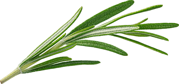 Rosemary twig isolated 