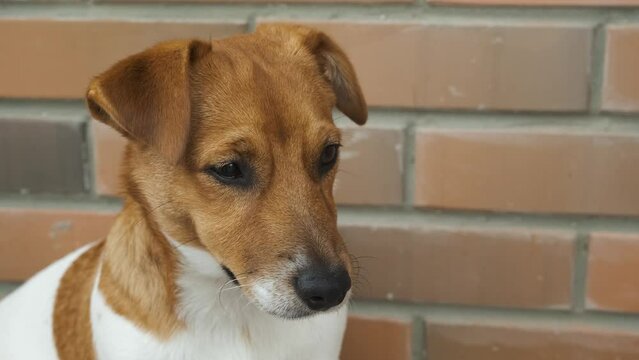 Jack Russell Terrier portrait near the brick wall close-up. Slow motion
