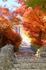 The leaves are turning yellow. It really feels like autumn