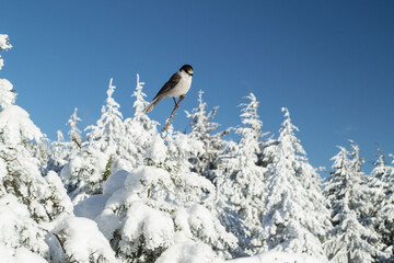 Canada jay sitting in a snowy tree in Washington © Jacob Hall