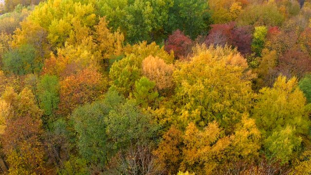 Flight in the park above the treetops covered with yellow leaves of different shades in autumn