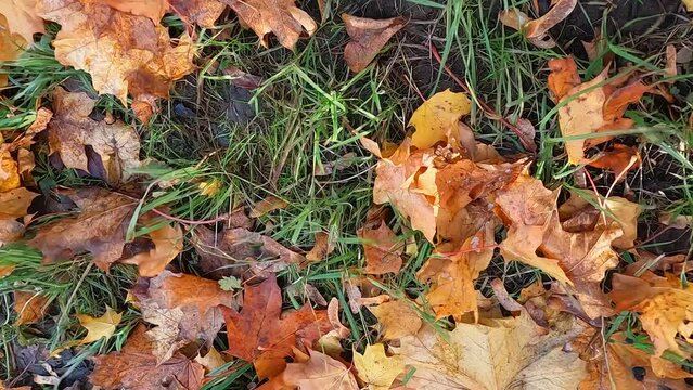 Fall pattern with fallen leaves. Maple leaves move beautifully in slow motion from the wind across the grass