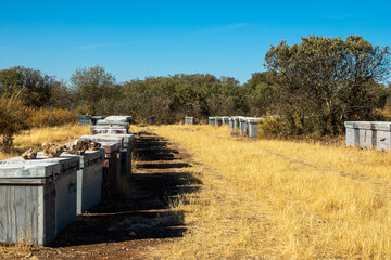 Fototapeta na wymiar Wooden bee hives in the field between scrubs and holm oaks on a sunny winter morning in Andalusia (Spain)