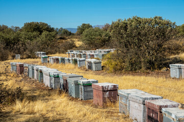 Wooden bee hives in the field between scrubs and holm oaks on a sunny winter morning in Andalusia (Spain)
