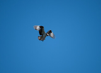 Osprey hovering on a bluebird day