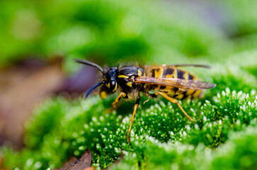 wasp on green grass 