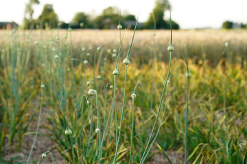 Garlic arrows on a garlic field at sunset.