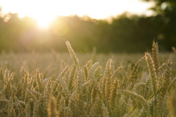 Fototapeta premium Wheat field at sunset, ears of rye and wheat close-up, sun rays, floating focus 