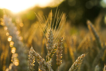 Wheat field at sunset, ears of rye and wheat close-up, sun rays, floating focus
