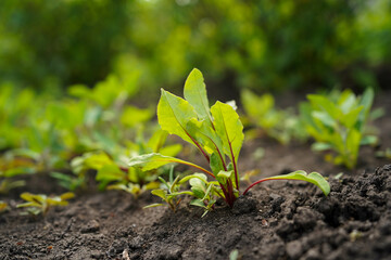 growing red beets in the fields, close-up
