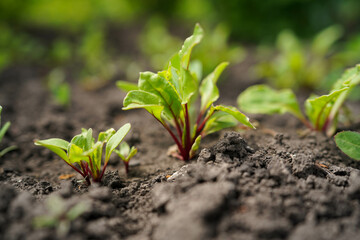 growing red beets in the fields, close-up
