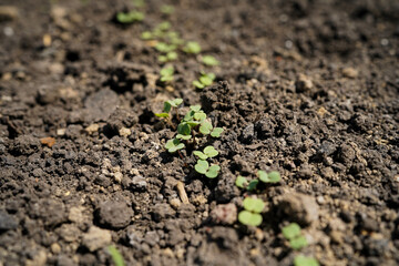 A young radish seedling sprouts in the soil in a greenhouse, close-up.