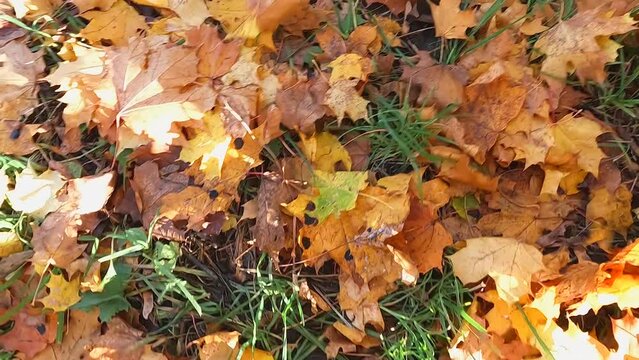 The ground covered with golden autumn leaves is blown away by the wind