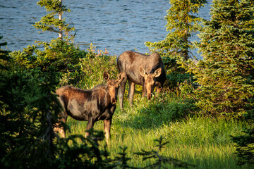 Two moose graze by a lake