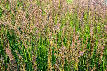 Calamagrostis epigejos grows in the wild.