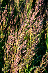 Calamagrostis epigejos grows in the wild.