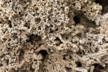 Closeup of rough coral texture. Natural organic abstract background