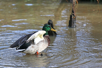 Ducks standing on a lake	