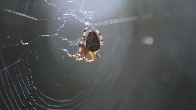 spider on web