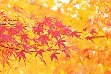 Autumn leaves of Japanese maple. Seasonal background material.