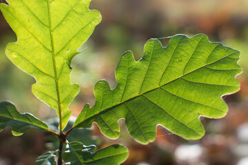 Sprouts of a young oak tree. Oak leaves in sunlight.