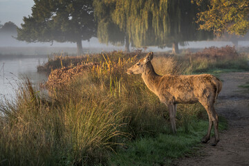 How do I cross the pond