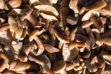 Natural mushrooms. Abstract background of boiled mushrooms.