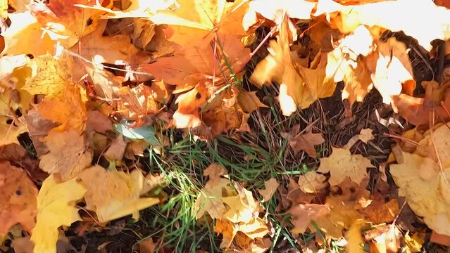 Autumn fallen leaves form ground cover. 