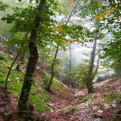 Woodland scene at Monte Semprevisa, Monti Lepini Natural Regional Park, Italy
