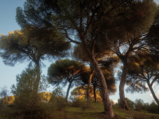 Landscape at sunrise in a pine forest.