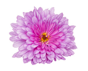 Beautiful pretty pink natural chrysanthemum flower daisy isolated on the white background