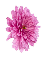 Beautiful pretty pink natural chrysanthemum flower daisy isolated on the white background